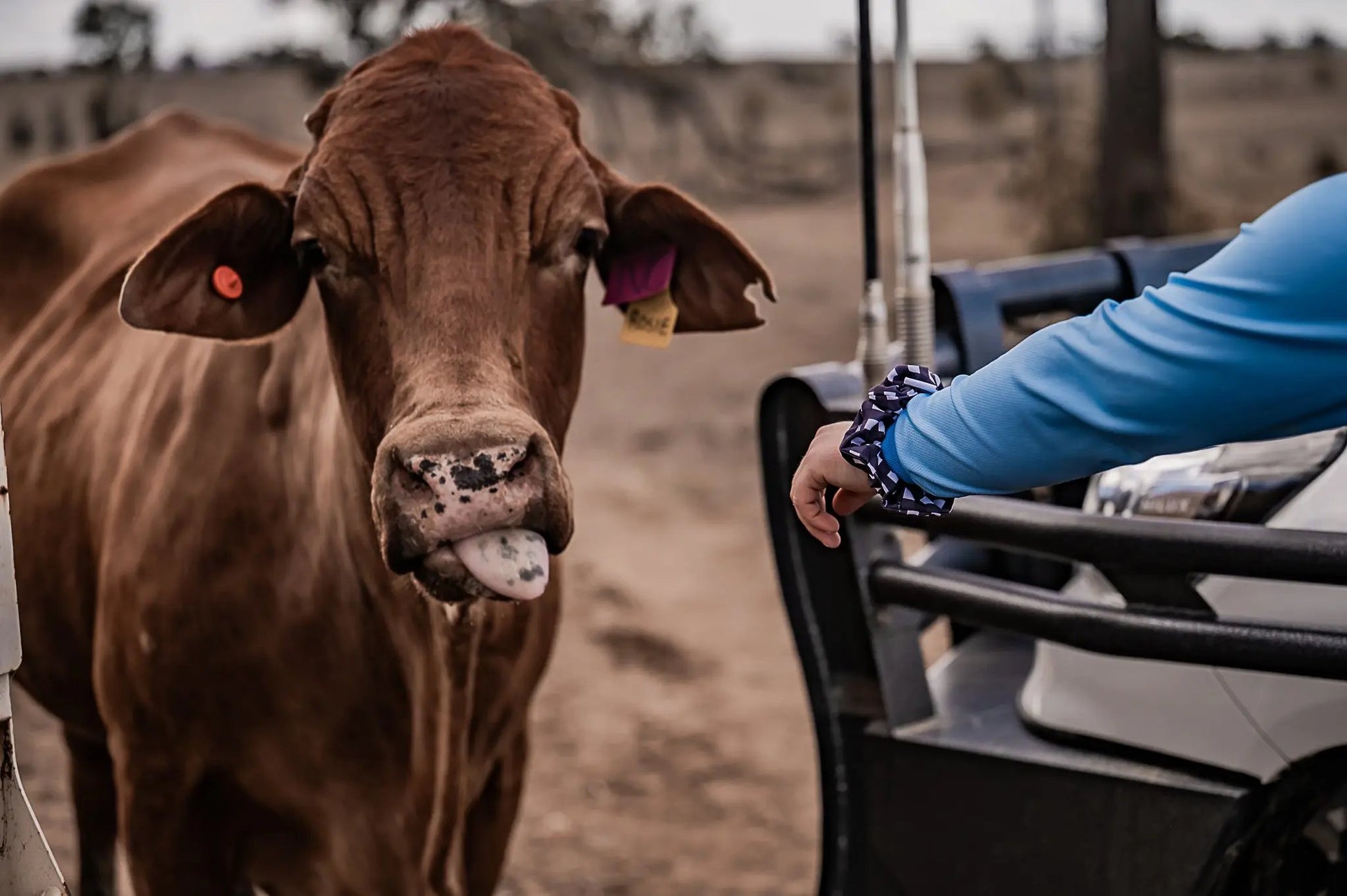The Stock Route Scrunchie Aus Wild Clothing Co